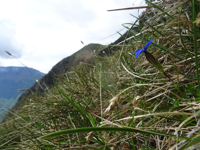 Gentiana verna subsp. verna ?